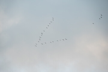 Flug in den Süden © Eduard