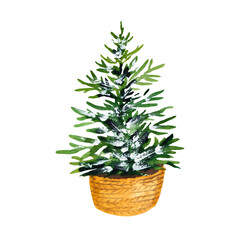 Christmas tree in basket watercolor isolated