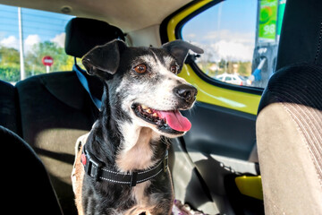 black and white old medium sized dog on the backseat of a small yellow car looking happy