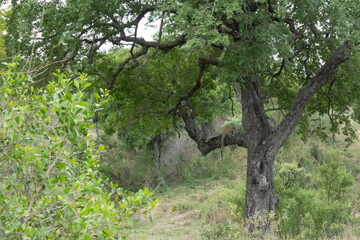 An african leopard - Panthera pardus pardus - sleeping peacefully on a tree branch.  Location: Kruger National Park. South Africa.