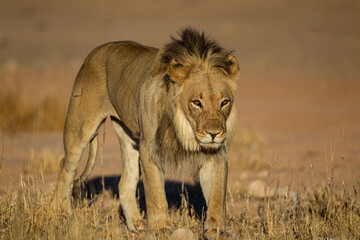 Young black-maned lions drinking and resting at a waterhole in the Kgalagadi, South Africa