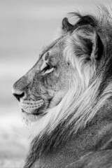 Black and white photo of a young male lion in the Kalahari Desert, South Africa