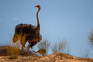 A male ostrich with its young standing on the top of a dune in the Kalahari desert, South Africa