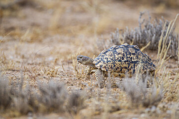 Kalahari Tented Tortoise walks across the dirt road  in the Kgalagadi Transfrontier Park, South Africa