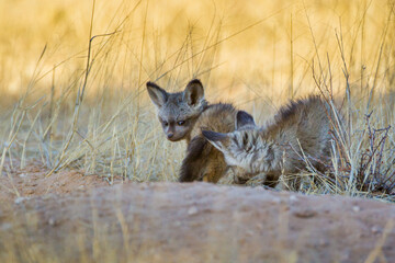 Bat-eared Fox mom and her cubs get some sun at the entrance to their burrow in the Kalahari desert,...