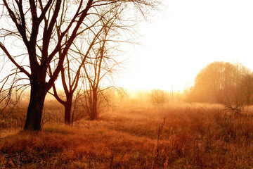 Fototapeta na wymiar Golden misty November morning. Red dry grass and forest in fog.