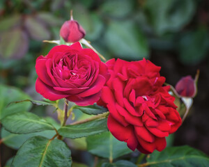 Crimson rose. Selected sorts of exquisite roses for parks, gardens, beds, borders, decoration