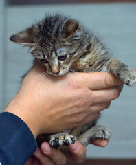 little tabby kitten in hands - 470628945