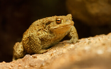 Common toad