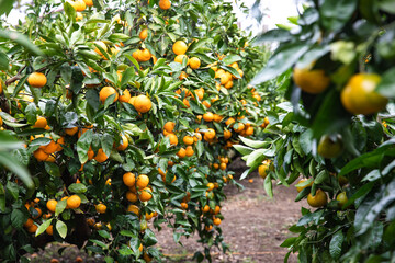 fresh sweet and delicious persimmon, 신선하고 달콤하고 맛있는 제주도 밀감농장의 밀감나무와 밀감