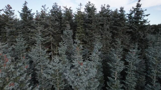 Aerial Drone Shot of Spruce Trees, Fly Over a Coniferous Forest - Dolly Shot