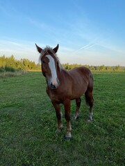 horses