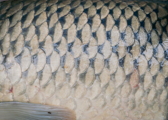 Filtered image Common carp scales and pectoral fin in full frame background view European carp Cyprinus carpio skin pattern © trongnguyen