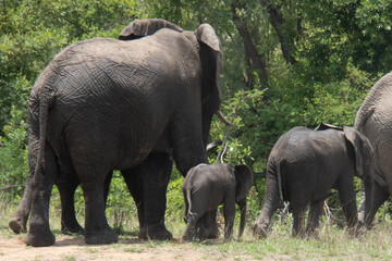 A herd of elephant walking away from the viewer. The female elephants will always protect the small baby calf by walking on the outside.  Location: Kruger National Park, South Africa