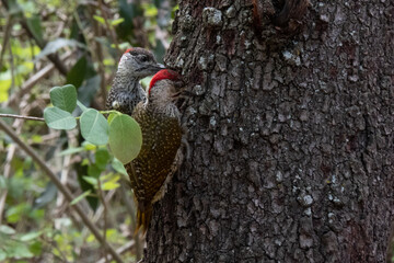 A pair of golden-tailed woodpeckers - Campethera abingoni - pecking into the trunk of a tree in the Kruger National Park, South Africa