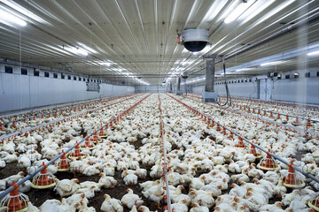 Flock of chicken at poultry farm