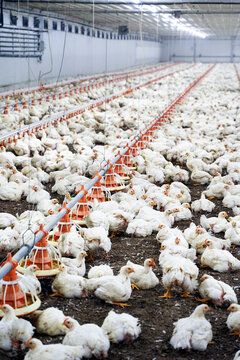 Flock of white chicken in poultry farm