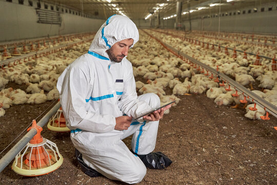 Man in protective suit using digital tablet in chicken farm
