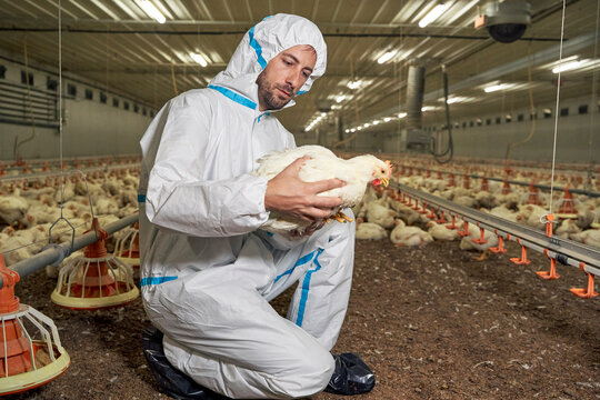 Man examining hen in factory