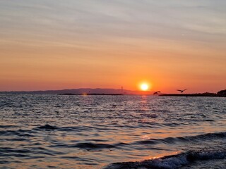 sun over the sea with seagulls 