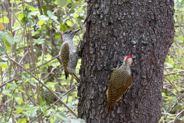 Close up of a pair of golden-tailed woodpeckers - Campethera abingoni - pecking into the trunk of a tree.  Location: Kruger National Park, South Africa
