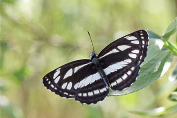 A day butterfly from the family nymphalidae (Neptis sappho). 