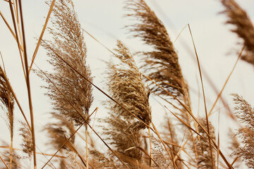 Dry reeds sway in wind. Beige brown pampas grass against an overcast sky on shore of a lake, pond....