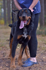 beautiful large brown dog mestizo rottweiler