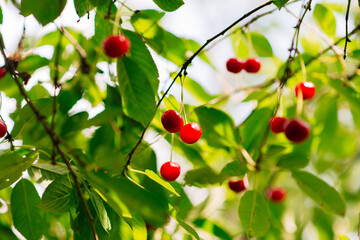 Red Ripe Cherry Berries. tree In Summer Vegetable Garden.	