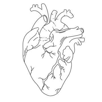 heart, anatomy, line art, heart line art, human anatomy, cardiology, anatomical line art, heart illustration, anatomy illustranion, aorta