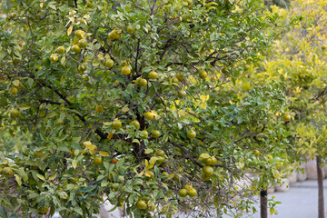 Mandarin trees in  valencia