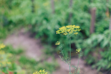 Dill flower, small yellow inflorescences on a background of earth and grass