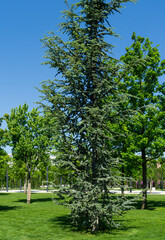 Beautiful young Blue Atlas Cedar (Cedrus Atlantica Glauca tree) with blue needles in public landscape city Park Krasnodar or Galitsky Park in sunny spring 2021