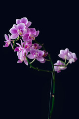 Beautiful purple orchids on dark color background. Magenta orchid
