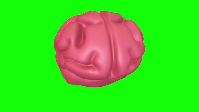 Human brain Anatomical Model. Motion Animation. Video available in 4K FullHD and HD render footage on green screen chroma key
