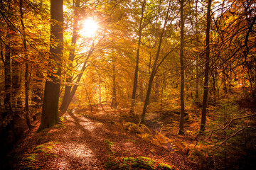 Obraz premium Sunlight shining through the trees in a forest with fallen leaves on a path during Autumn.