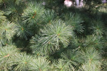 close up of pine needles