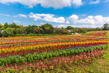 Amazing, field of cockscomb 