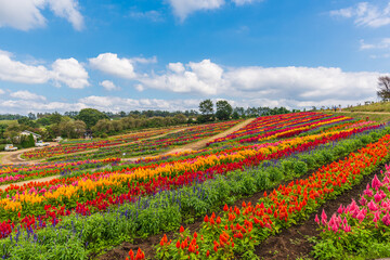 Amazing, field of cockscomb 