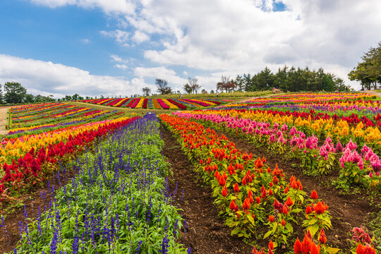 Amazing, field of cockscomb 