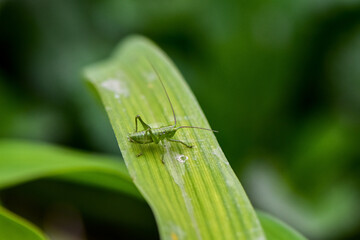 Young green grasshopper in green grass leaf