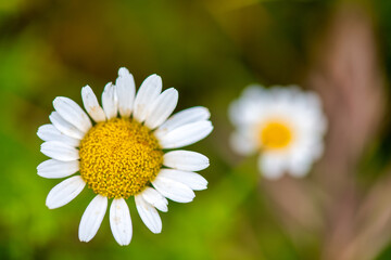 Obraz na płótnie Canvas Close up of daisy flowers in spring.