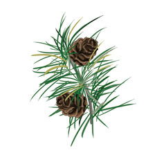 Illustration. A pine cone on a branch with needles. Bitmap