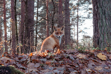 Wild fox in Riga forest