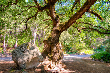 Alter Baum im Stein