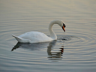 Fototapeta na wymiar A beautiful white swan on the water with a reflection on the surface, water dripping from its beak