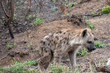 Side profile of a spotted hyena cub - Crocuta crocuta  -  outside his den. Location: Kruger National Park, South Africa