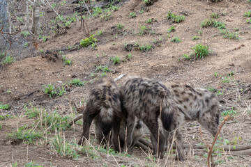 Rear view of three spotted hyena cubs - Crocuta crocuta  -  playing outside their den. Location: Kruger National Park, South Africa