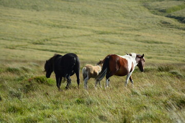 cavalli allo stato libero prateria della scozia