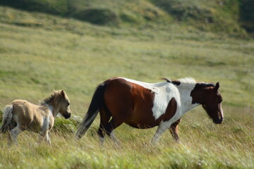 Fototapeta premium cavalli allo stato brado praterie della scozia